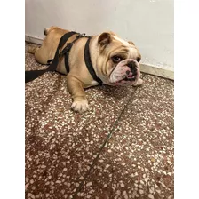 Bulldog Inglés Servicio Monta