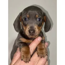 Salchichas Super Mini Blue Tan Cachorros Dachshund Teckel 