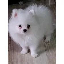 Hermosas Cachorros Pomerania Ya Vacunados 