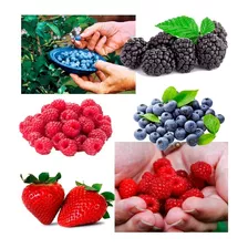 Sementes D Frutas Silvestres 4 Variedades - Sementes P/ Muda
