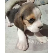 Cachorros Beagle Puros