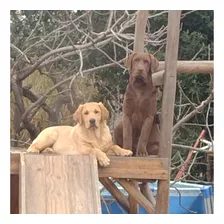 Cachorros Labrador Para Entregar A Partir Del 22/03/2024