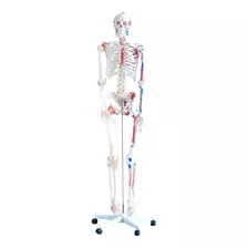 Esqueleto Muscular Com Ligamentos - 1,70cm