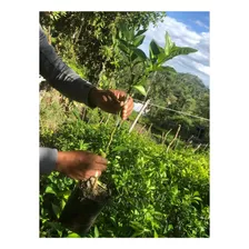 Venta De Todo Tipo De Plantas Frutales 