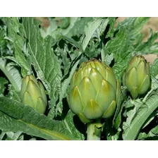 Semillas De Alcaucil Organicas Para Cultivo Ideal Huerta 