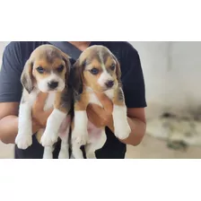 Cachorro Beagles Hembra Y Macho 