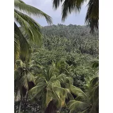 Vendo Dos Fincas De Coco En Samana.