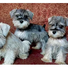 Cachorros Schnauzer Miniatura 