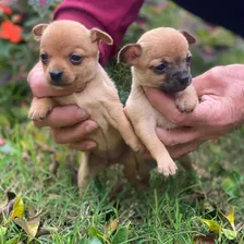 Chihuahua Mini Mini 