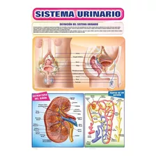 Posters El Sistema Urinario