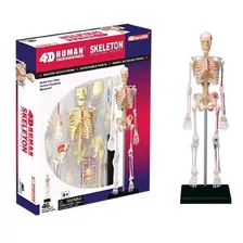Modelo De Anatomía De Esqueleto Humano 4d 46 Partes + Envío