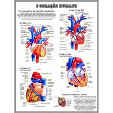 Poster Hd Coração Humano 65x100cm Para Decorar Sala Clínica Faculdade Escola Universidade Medicina Enfermagem - Plastificado