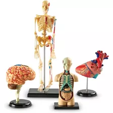 Learning Resources Conjunto De Paquetes De Modelos De Anatom