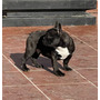 Segunda imagen para búsqueda de bulldog frances