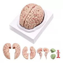 Cérebro Humano, Modelo De Anatomia Do Cérebro Humano Em Tama