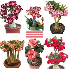 Kit 150 Sementes Rosas Do Deserto Mix Para Mudas De Jardim