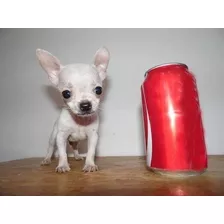 Chihuahua Los Mas Preciosos
