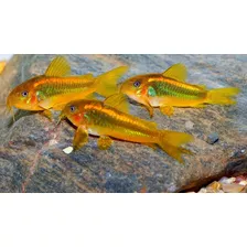 Peces Corydora Orange Laser Basureros