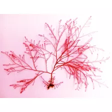 Alga Marina Roja Viva Con Garantía De Que Te Llega Bien!