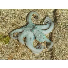 Pulpo Para Acuario Marino