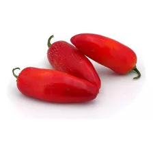 Sementes De Pimenta Mexicana Jalapenho Para Mudas + Brinde