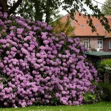 50 Sementes Bonsai Azalea Rhododendron Maximum Flor P/ Mudas