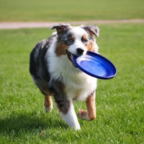 Frisbees para cachorros mais vendidos de 2023: descubra os campeÔes que farão seu filhote voar alto!