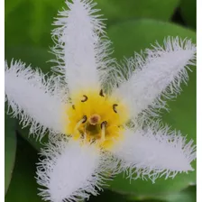 Plantas Vivas De Flor De Lotto, Feng Shui