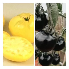 Semillas De Tomate Amarillo Y Negro