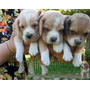 Tercera imagen para búsqueda de cachorros beagles