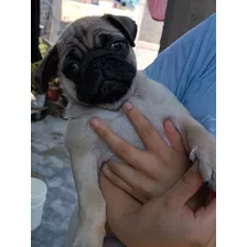 Cachorro Pug 