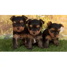 Cachorros Yorkshire Mini Toy