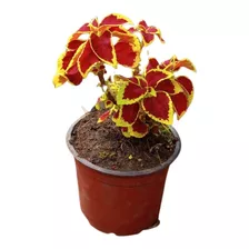 Muda De Coleus - Ornamental - 3 Unidades