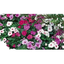 250 Sementes Flor Vinca Boa Noite Cores Mix