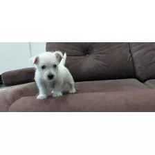 Westie, Cachorros West Highland White Terrier Oferta