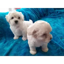 Hermosos Cachorros Bichón Maltés 330$ 