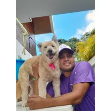 Servicio De Peluqueria Canina A Domicilio En Caracas. 