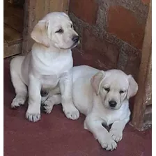 Cachorros Labradores Dorado 