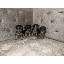 Yorshire Hermoso Ùltimo Cachorrito 550 Pureza Garantizada