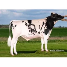 Semen Bovino Holstein Americano-move