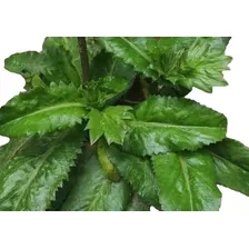 Semillas De Culantro (cilantro Cimarrón) 1gr