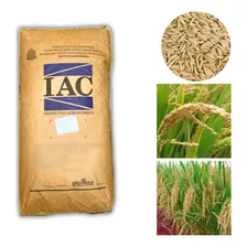 Arroz Sequeiro Iac 202 - 1kg P/ Plantio Safra-23