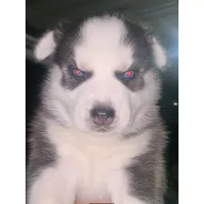 Hermoso Cachorro Husky Siberiano Puro