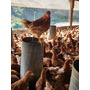 Tercera imagen para búsqueda de gallina
