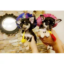 Cachorros Chihuahua Hermosa Y Pura Super Mini X 450 Machito