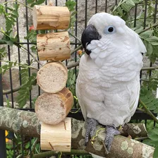 Wesco Pet Fiesta Bird Kabob - Juguete De Loro Triturable