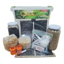 Kit De Cultivo De Hongos Casero