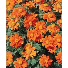 Tithonia Girassol Mexicano - 5gr = 500 Sementes