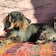 Teckel Dachshund Pelo Duro Y Liso Kaninchen Servicio 