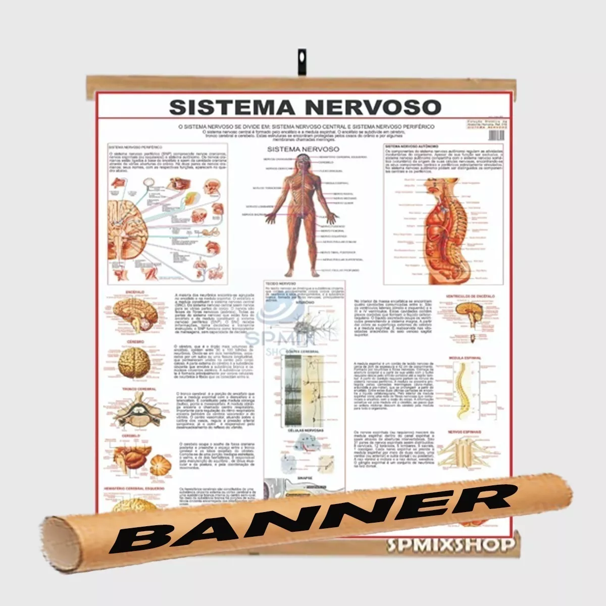 Mapa Corpo Sistema Nervoso Banner - Laminado + Pendurar